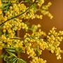 Décorations florales - Du mimosa artificiel, conçu pour refléter le meilleur de la nature - SILK-KA BV