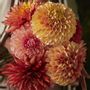 Floral decoration - Artificial dahlias, a puzzle of a choice. - SILK-KA BV