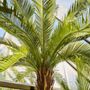 Floral decoration - Artificial trees and plants - Cycas revoluta - SILK-KA BV