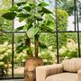 Floral decoration - Artificial trees and plants - Alocasia - SILK-KA BV