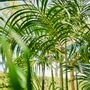 Floral decoration - Artificial trees and plants - Palm - SILK-KA BV