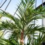 Floral decoration - Artificial trees and plants - Phoenix Roebelenii palm - SILK-KA BV