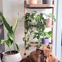 Shelves - 4-tray plant shef - CITYSENS