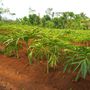 Cosmétiques - EPONGE KONJAC BIOLOGIQUE ENRICHIE À L'ALOE VERA - EN VRAC - KARAWAN AUTHENTIC