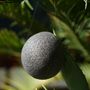 Beauty products - ORGANIC KONJAC SPONGE ENRICHED WITH BAMBOO CHARCOAL - IN BULK - KARAWAN AUTHENTIC