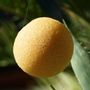 Beauty products - ORGANIC KONJAC SPONGE ENRICHED WITH TURMERIC - IN BULK - KARAWAN AUTHENTIC