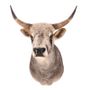 Decorative objects - Taxidermy  Hungarian Steppe Bull - DUTCH STYLE