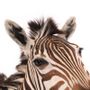 Decorative objects - Taxidermy head Zebra 90 cm - DUTCH STYLE