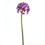 Décorations florales - ALLIUM violet - LOU DE CASTELLANE