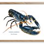 Affiches - Affiche Le Homard - Reproduction sur papier d'art - VAREK ILLUSTRATIONS