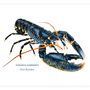 Affiches - Affiche Le Homard - Reproduction sur papier d'art - VAREK ILLUSTRATIONS