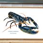 Affiches - Affiche Le Homard - Reproduction sur papier d'art - VAREK ILLUSTRATIONS