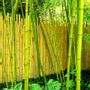 Accessoires de déco extérieure - Clôture en Bambou naturelle de la gamme Japonaise Réf : 5-JF - BAMBOULAND