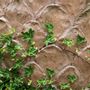 Flower pots - PINEAPPLE PLANTER - CAPITAL GARDEN PRODUCTS LTD