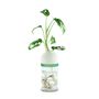 Floral decoration - The TOT'EXTRA green - Autonomous totem plant (XS) - TOT'