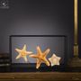 Decorative objects - Our collection of starfish - OBJET DE CURIOSITÉ