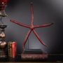 Decorative objects - Our collection of starfish - OBJET DE CURIOSITÉ