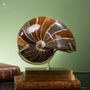 Objets de décoration - Notre collection de fossiles. - OBJET DE CURIOSITÉ