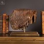 Decorative objects - Our collection of fossils - OBJET DE CURIOSITÉ