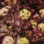Décorations florales - Hortensias artificiels. - SILK-KA BV