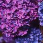 Décorations florales - Des hortensias artificiels saisissants - SILK-KA BV