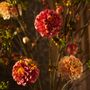 Floral decoration - Autumnal artificial Dahlias - SILK-KA BV