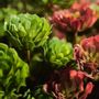 Décorations florales - AW23 - Début de saison - Hortensia - Silk-ka Des fleurs et des plantes artificielles pour la vie ! - SILK-KA
