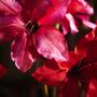 Floral decoration - Artificial Amaryllis - SILK-KA