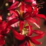 Décorations florales - Amaryllis artificielle - SILK-KA