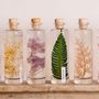 Decorative objects - L'Herbarium de Théophile — La trilogie - Plant immersed in a bott - SAS THEOPHILE BERTHON 1867
