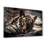 Other wall decoration - Tired Tiger | Glass Wall Art - ARTDESIGNA