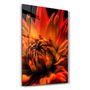 Other wall decoration - Orange Daisy | Glass Wall Art - ARTDESIGNA