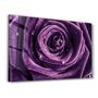 Autres décorations murales - Purple Rose V2 | Glass Wall Art - ARTDESIGNA