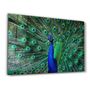 Other wall decoration - The Peacock | Glass Wall Art - ARTDESIGNA