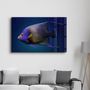 Other wall decoration - Exotic Fish | GLASS WALL ART - ARTDESIGNA