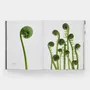 Papeterie - Still: The Art of Noticing - PHAIDON