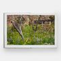 Stationery - The Tulip Garden: Growing and Collecting Species, Rare and Annual Varieties - PHAIDON