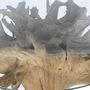 Dining Tables - TEAK ROOT DINING TABLE - ITEM HOME BY ITEM INTERNATIONAL