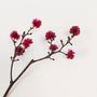 Home fragrances - Preserved flower_Stirlingia - NATURE N