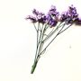 Home fragrances - Preserved flower_Sinensis - NATURE N