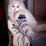 Socks - Arty Cats Cotton Socks - PIRIN HILL