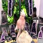 Unique pieces - Cockatoo sculpted in stone (pink quartz and dolomite). Unique piece. - LAVENTURINE GALLERY