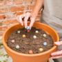 Gifts - Gift Egg Box with 6 Blossombs Seed Bombs - BLOSSOMBS