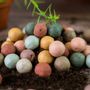 Gifts - Gift Egg Box with 6 Blossombs Seed Bombs - BLOSSOMBS