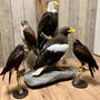 Unique pieces - Bird Taxidermy - DMW.NU: TAXIDERMY & INTERIOR