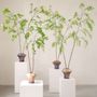 Floral decoration - Artificial trees and plants - Sculpted branches - SILK-KA BV