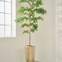 Floral decoration - Artificial trees and plants - Bucida - SILK-KA BV