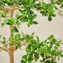 Floral decoration - Artificial trees and plants - Bucida - SILK-KA BV