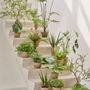 Floral decoration - Artificial potted trees and plants - Treasured Plants Collection - SILK-KA