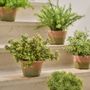 Floral decoration - Artificial potted trees and plants - Treasured Plants Collection - SILK-KA